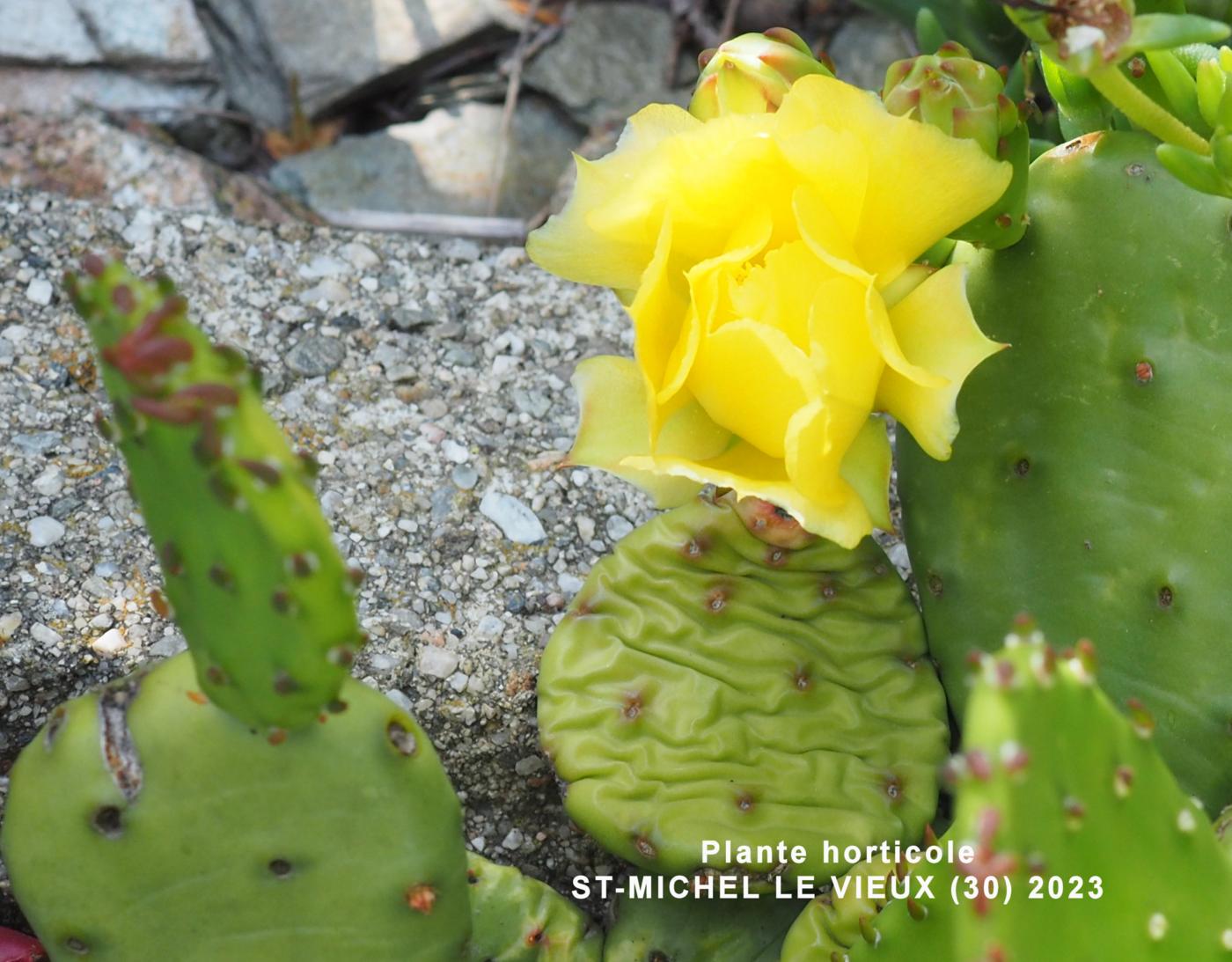 Eastern Prickly Pear leaf